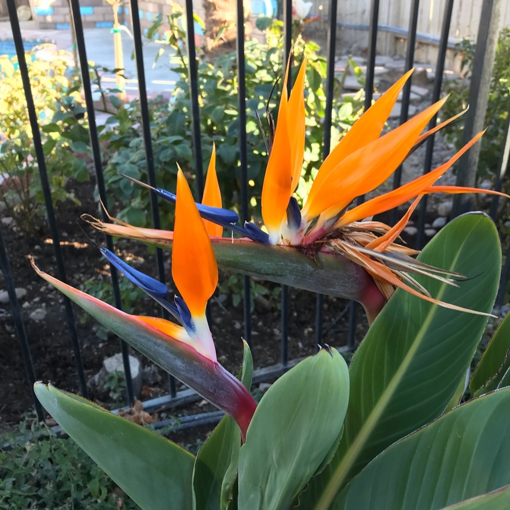 Meet your Posher, Gurgen